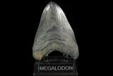Serrated, Fossil Megalodon Tooth - South Carolina #93266-1